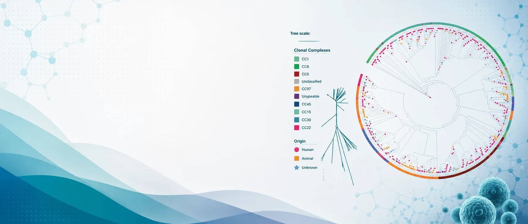 Circular phylogenetic tree of Staphylococcus aureus genomes coloured by clonal complex and host origin